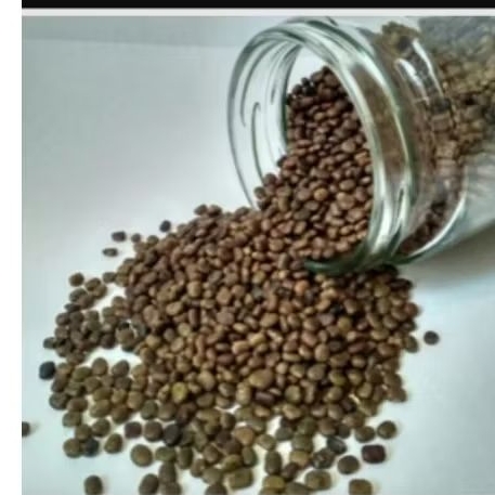 Biji cp Centrosema Pubescens