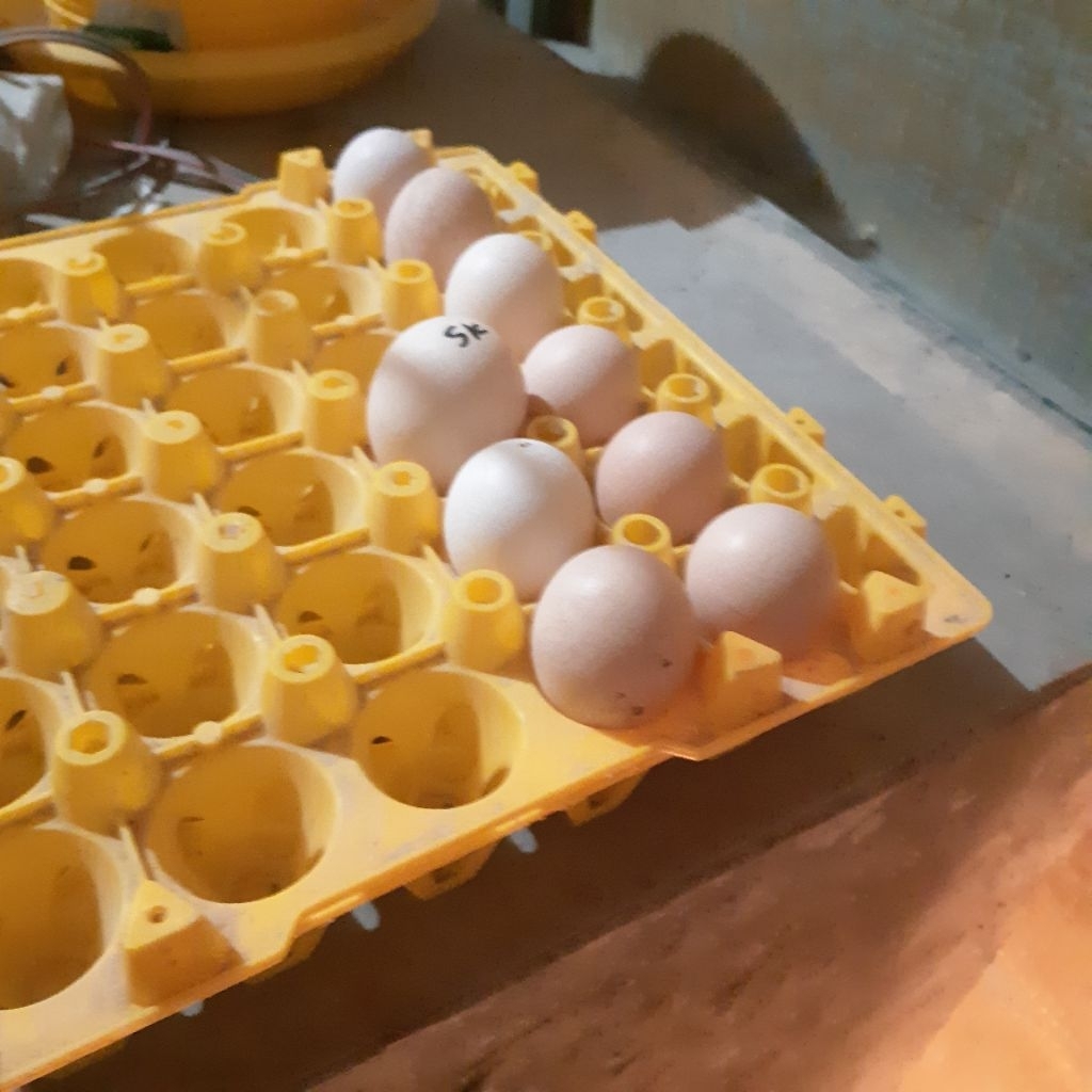 

Telur ayamkampung buat kosumsi