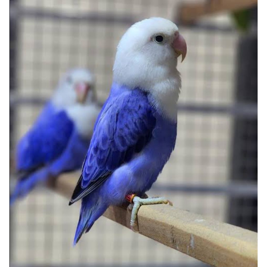 

Telur fertil LOVE BIRD VIOLET (siap tetas)