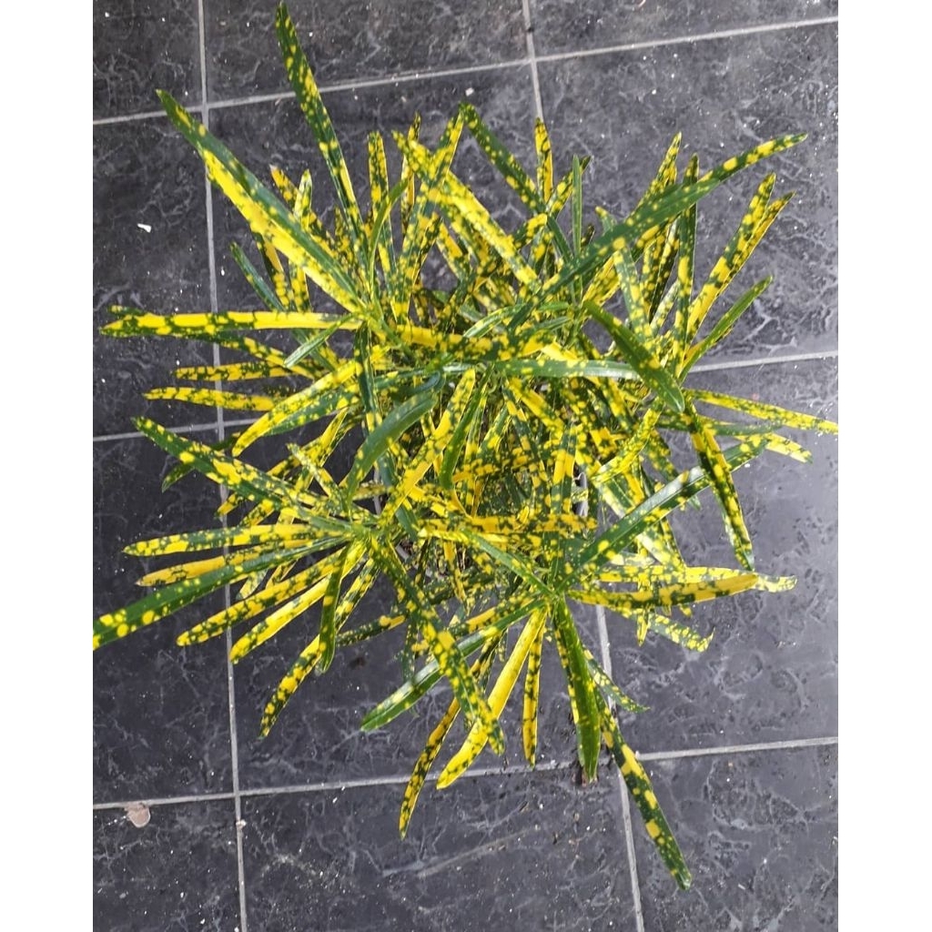 Tanaman hias puring teri - tanaman puring teri - dekorasi taman