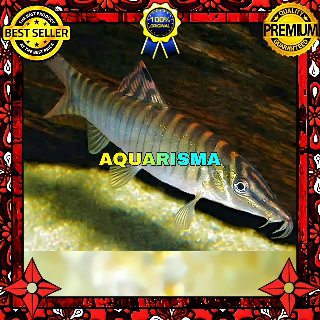 KEBUTUHAN AKUARIUM - BOTIA GREEN TIGER LOACH SYNCROSSUS HYMENOPHYSA 5-6 CM