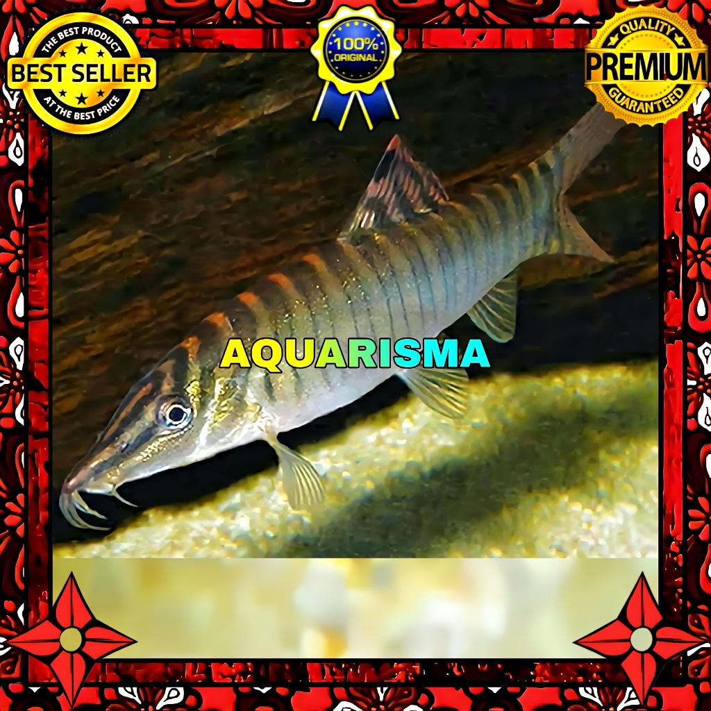 KEBUTUHAN AKUARIUM - BOTIA GREEN TIGER LOACH SYNCROSSUS HYMENOPHYSA 4-5 CM