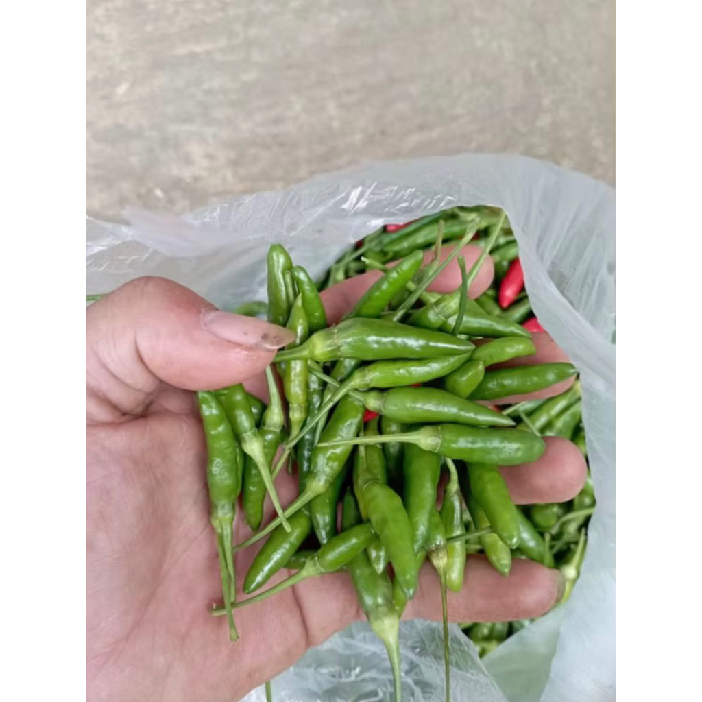 

Cabai Rawit hijau, caplak fres dari petani gunung slamet