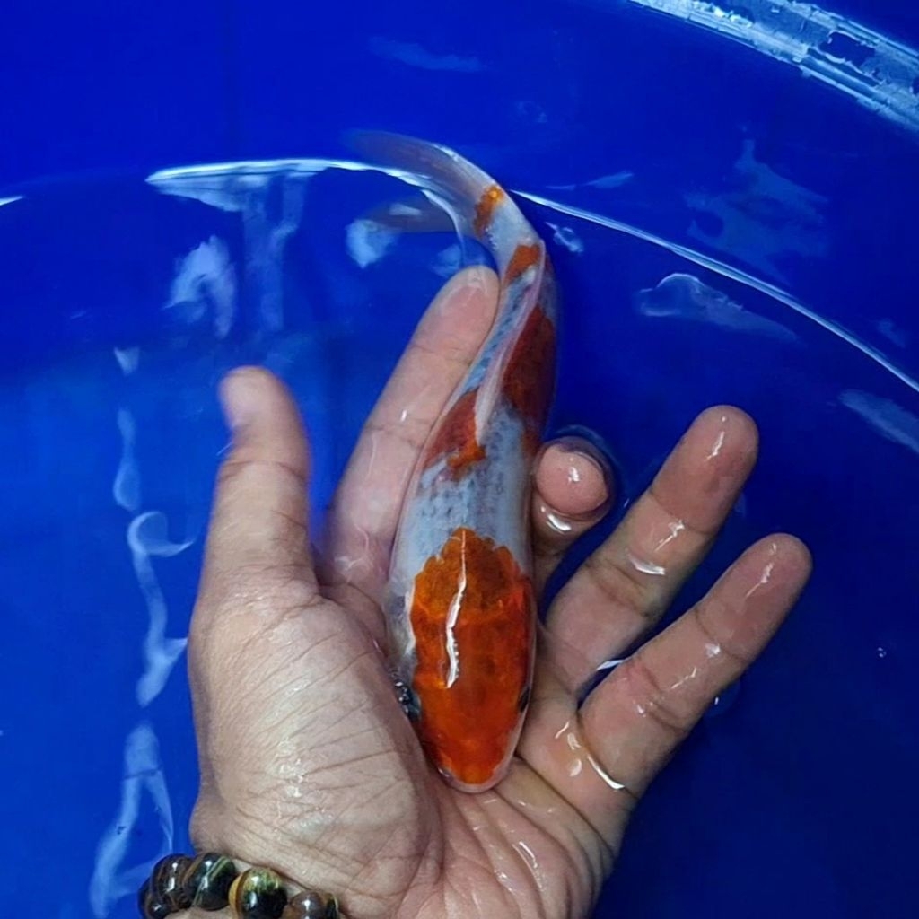 Ikan Koi Blitar Jenis Kujaku / Rumah Koi Jakarta / kode 0022