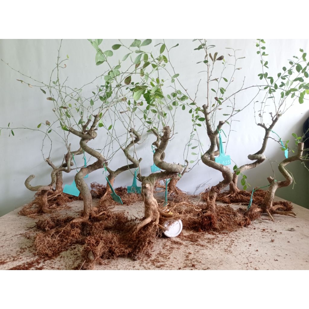 Bonsai Saeng Simbur Meliuk