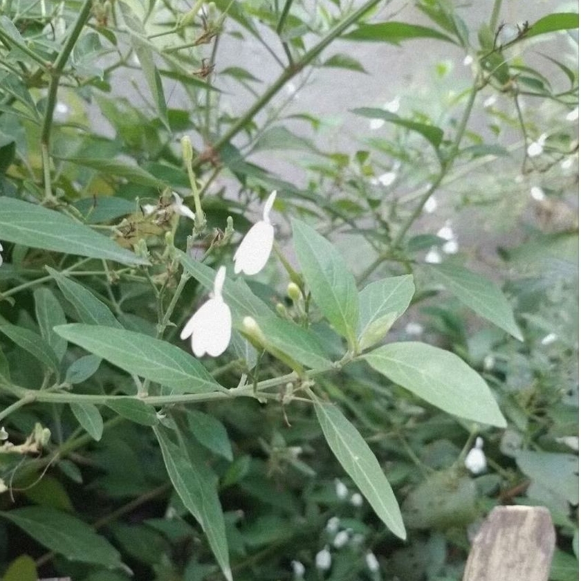 

daun tarebak segar langsung petik daun manukan daun burung daun soang