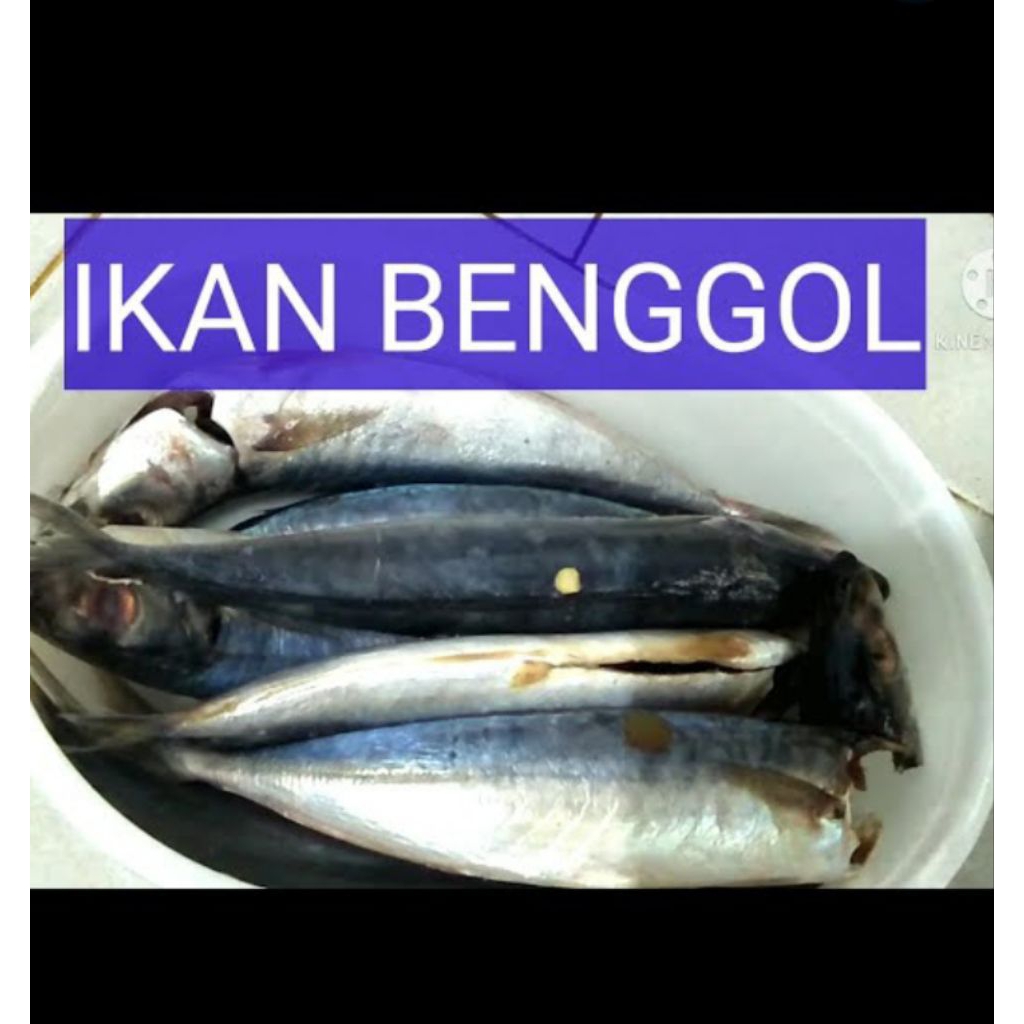 

Ikanbenggol