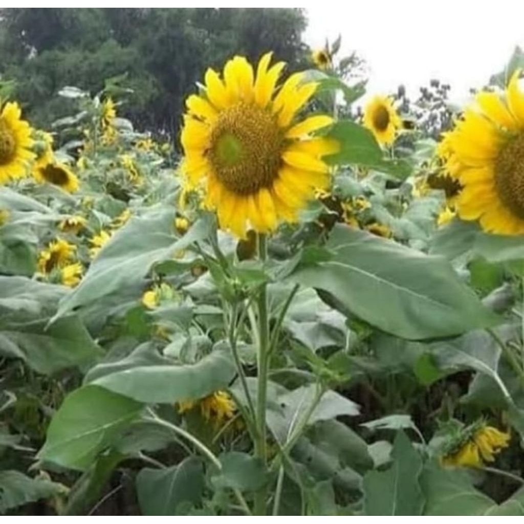 Bibit pohon bunga matahari - pohon bunga matahari besar