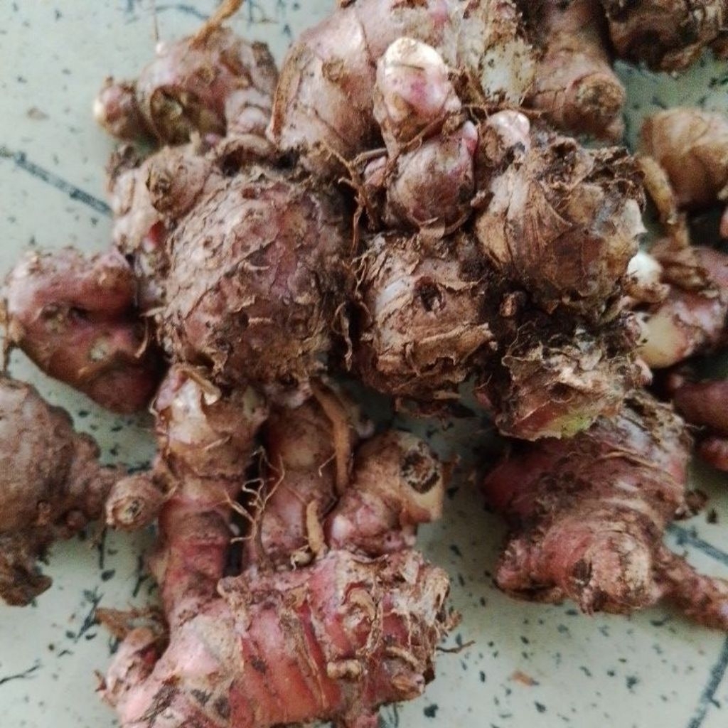 

Jahe Merah Pilihan Fresh 1 KG