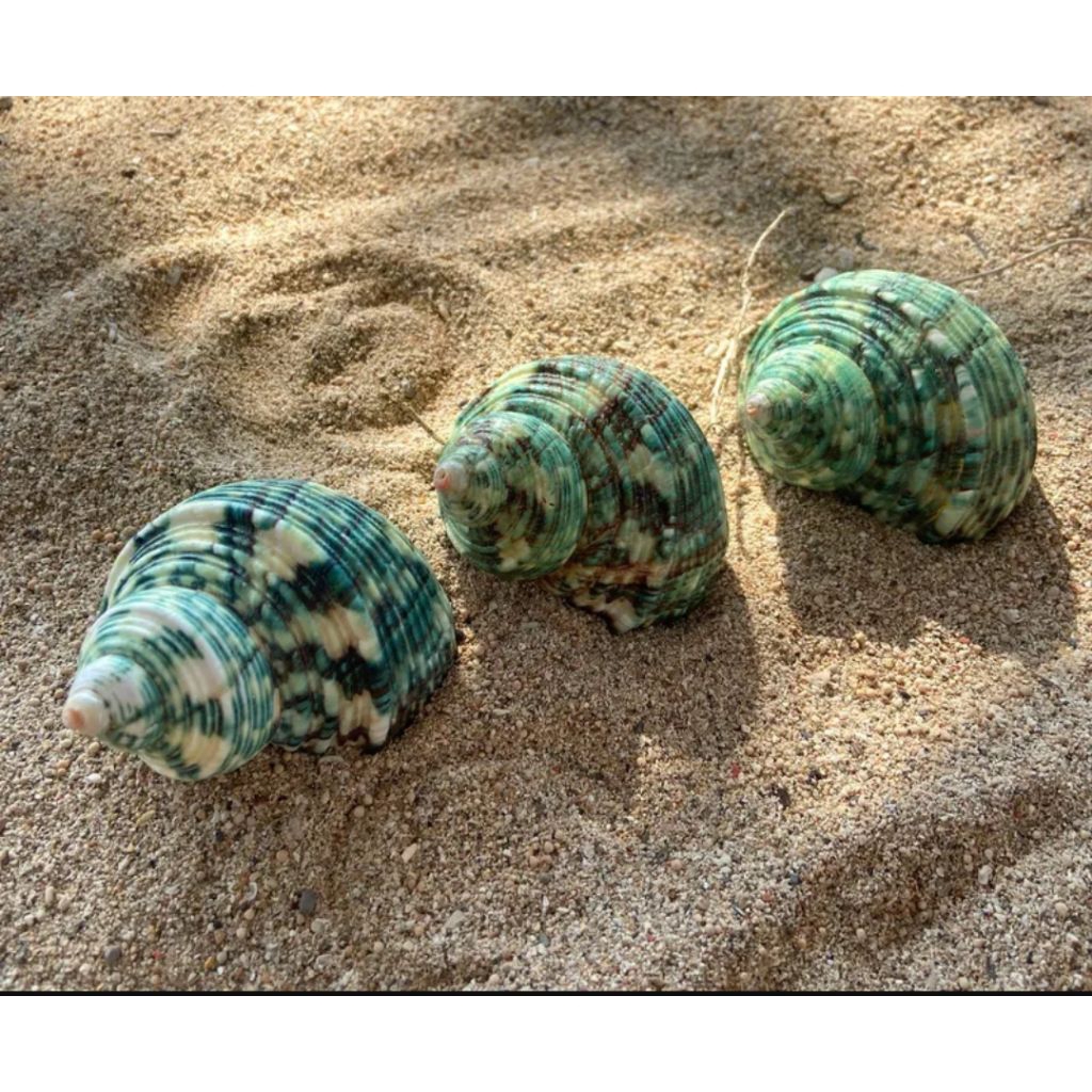 cangkang kerang turbo hijau natural