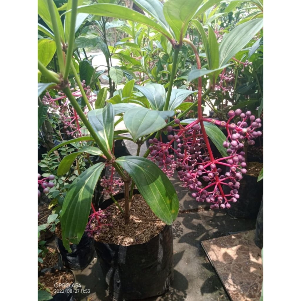 parijoto,tanaman herbat parijoto