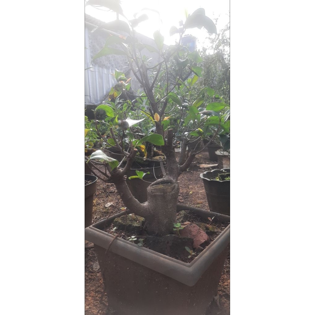 Bonggol Beringin Iprik