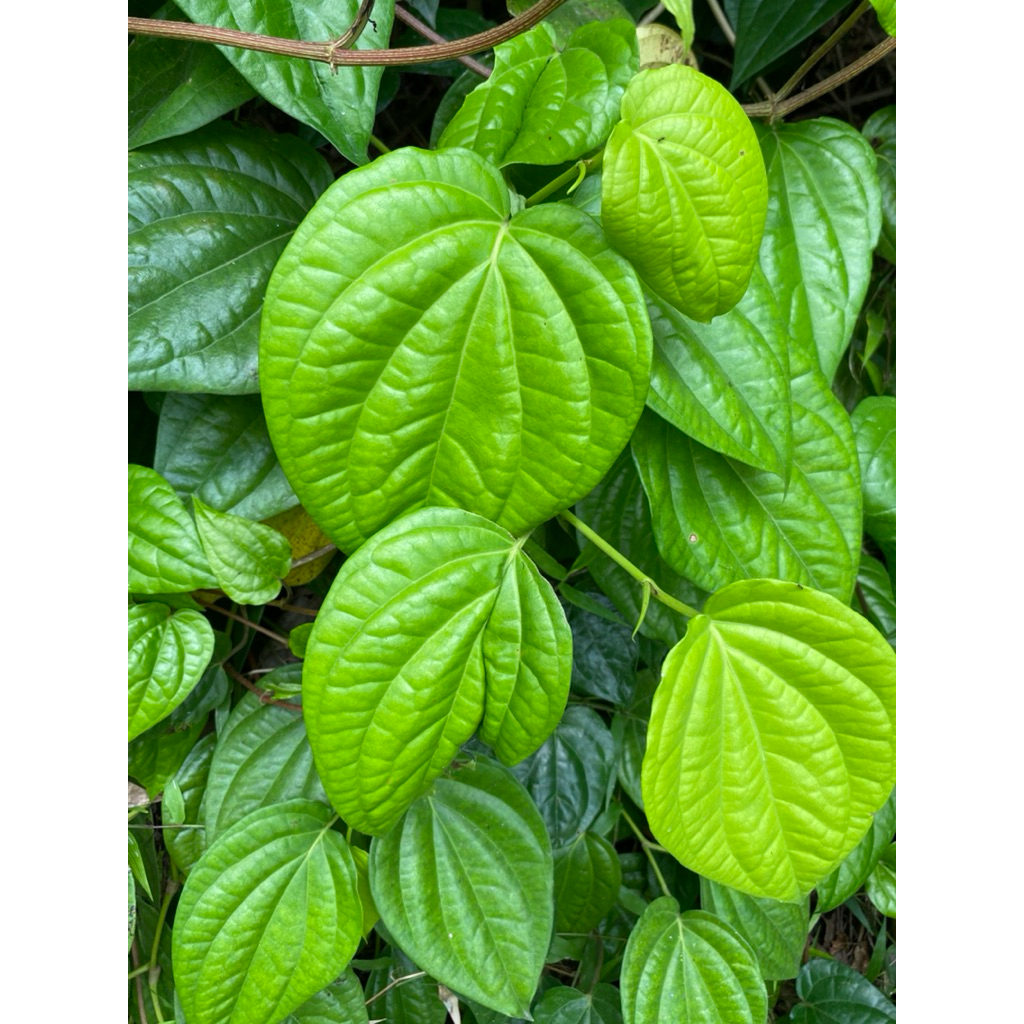 

DAUN SIRIH HIJAU TUMBUH DIALAM | HARGA PERLEMBAR