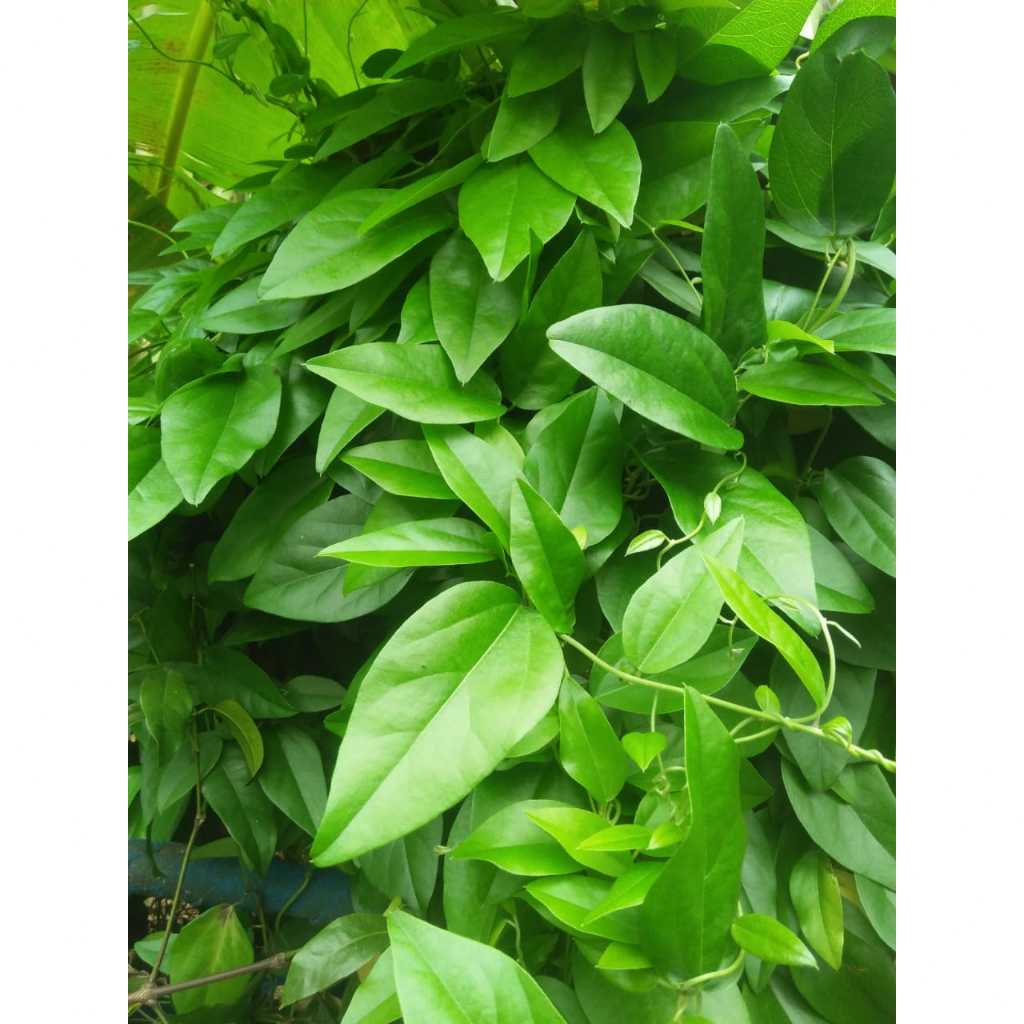 

Daun Cincau Rambat Segar petik langsung kebun organik68