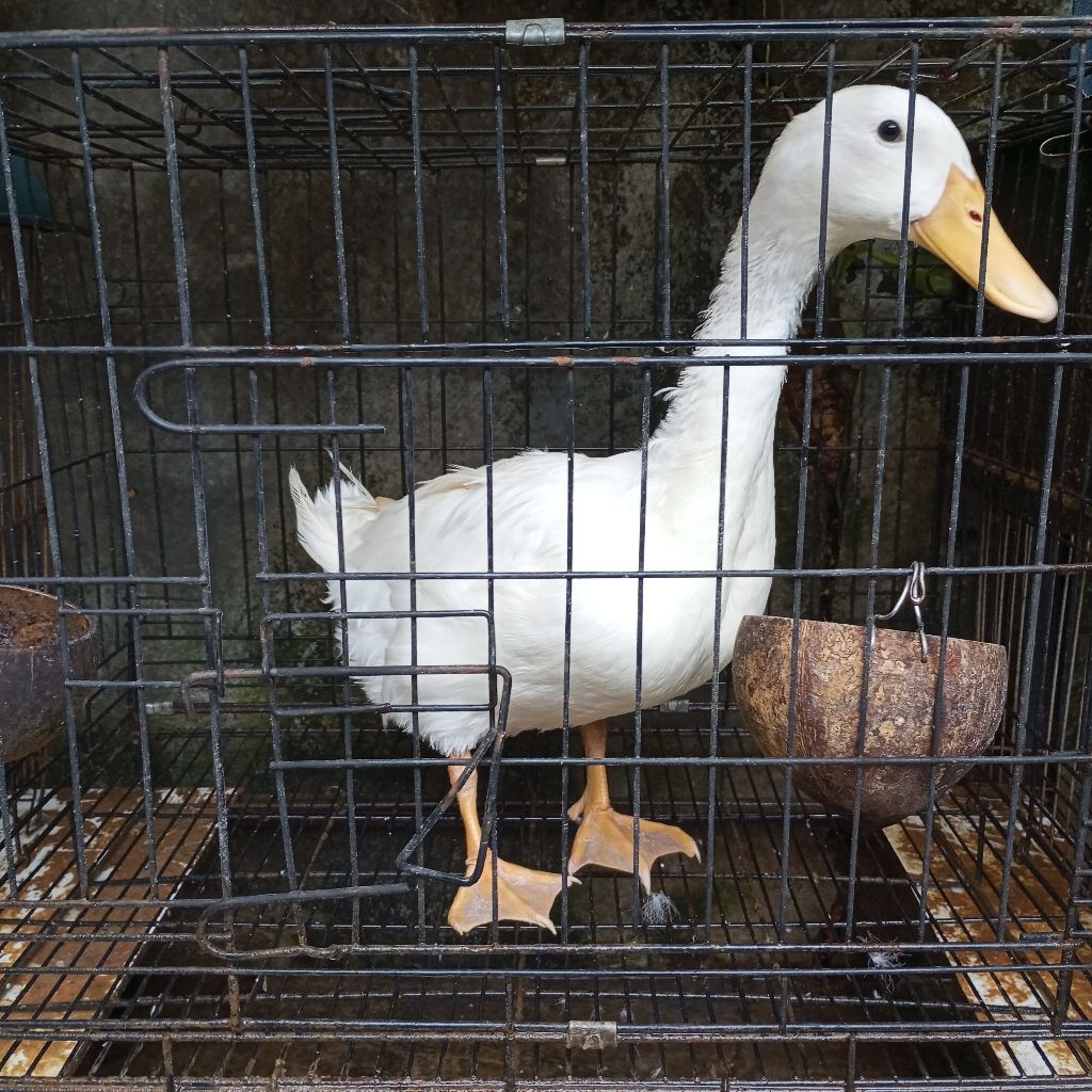 bebek peking hidup dewasa sehat