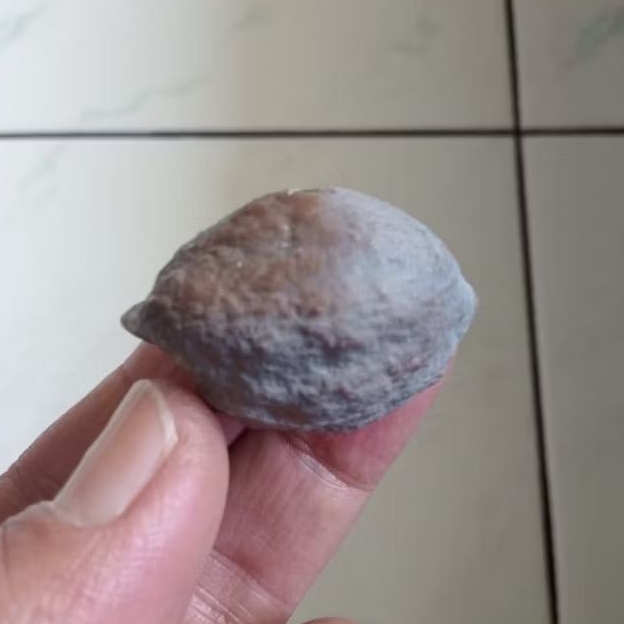 Kemiri Adu Muncang Adu Yanti SB Ori Tua Jatuhan