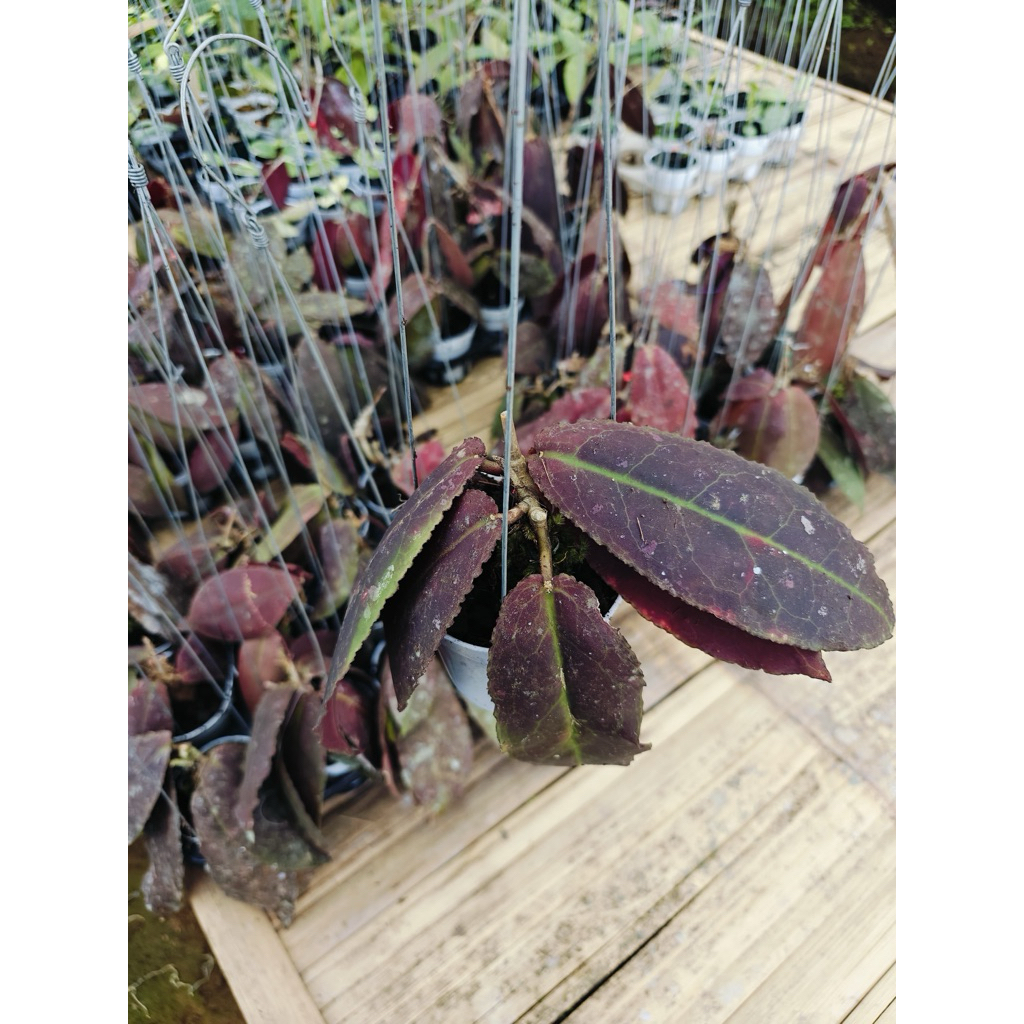 Hoya undulata Red