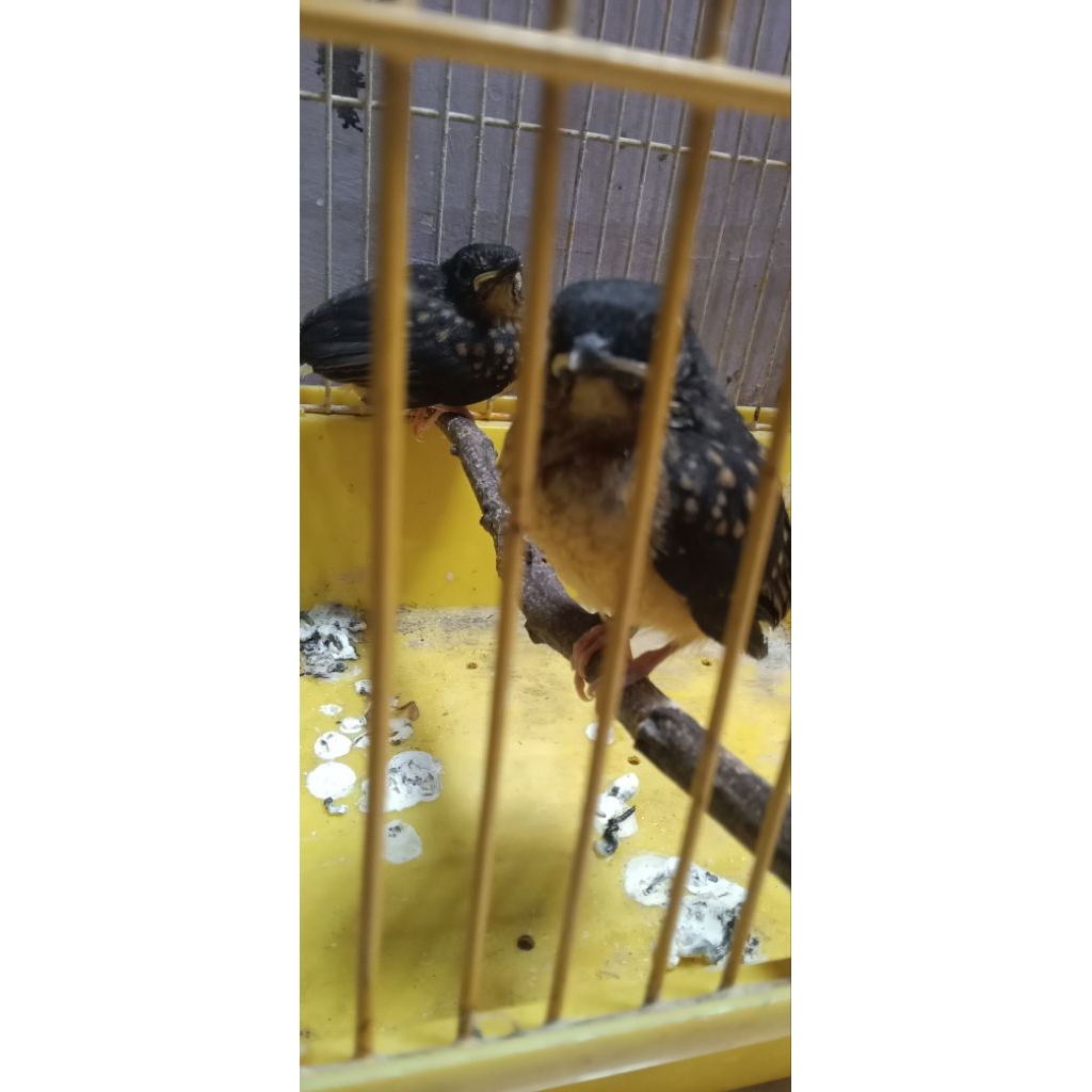 murai batu jantan lolohan