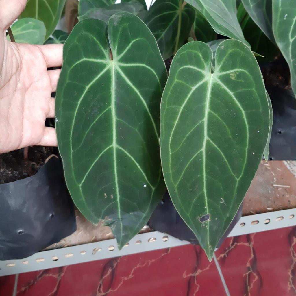 Kuping Gajah Anthurium Magnificum Norte Tanaman Hias
