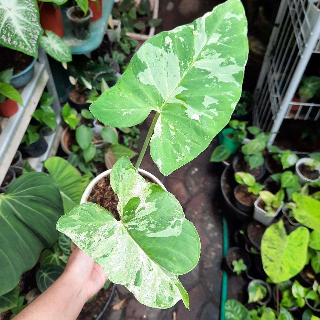 Keladi Xanthosoma Sagittifolium Variegata Sente Tanaman Hias