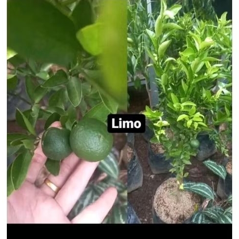 

Tanaman Buah Jeruk limo