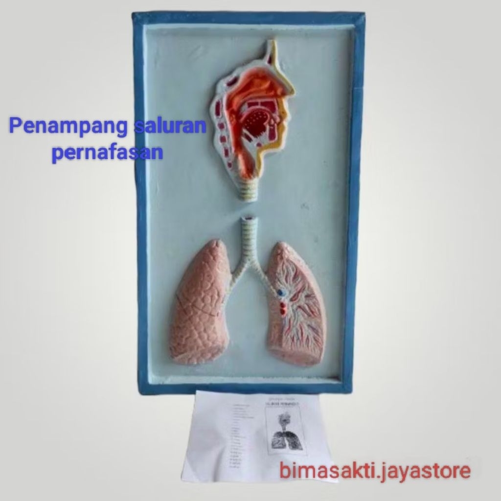 

Penampang Model saluran pernafasan