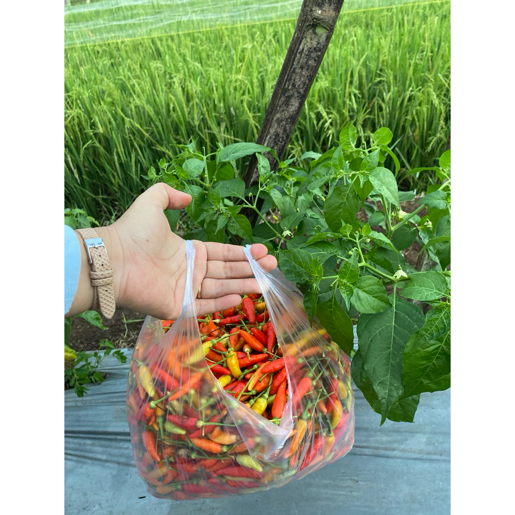 

Cabe segar 1KG Rp 30000