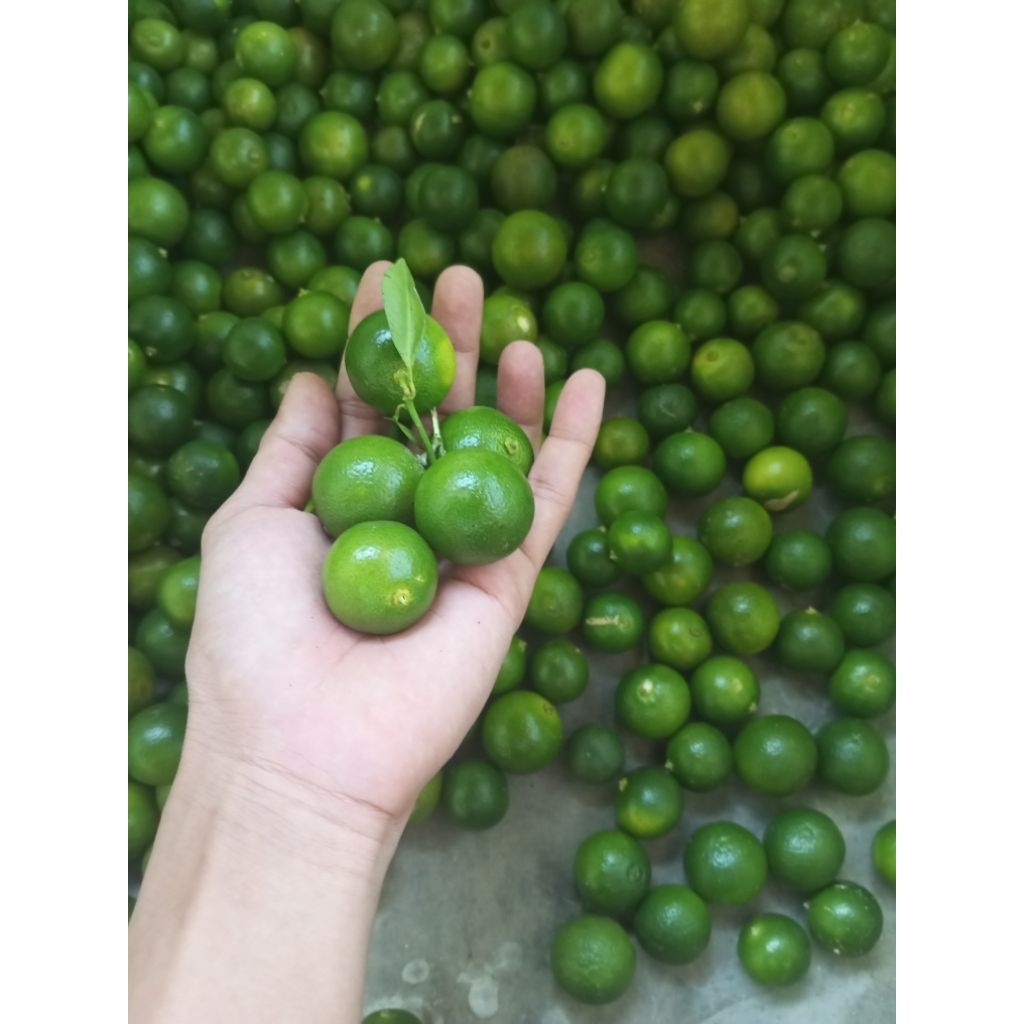 

1kg jeruk sonkit/kasturi ukuran sedang