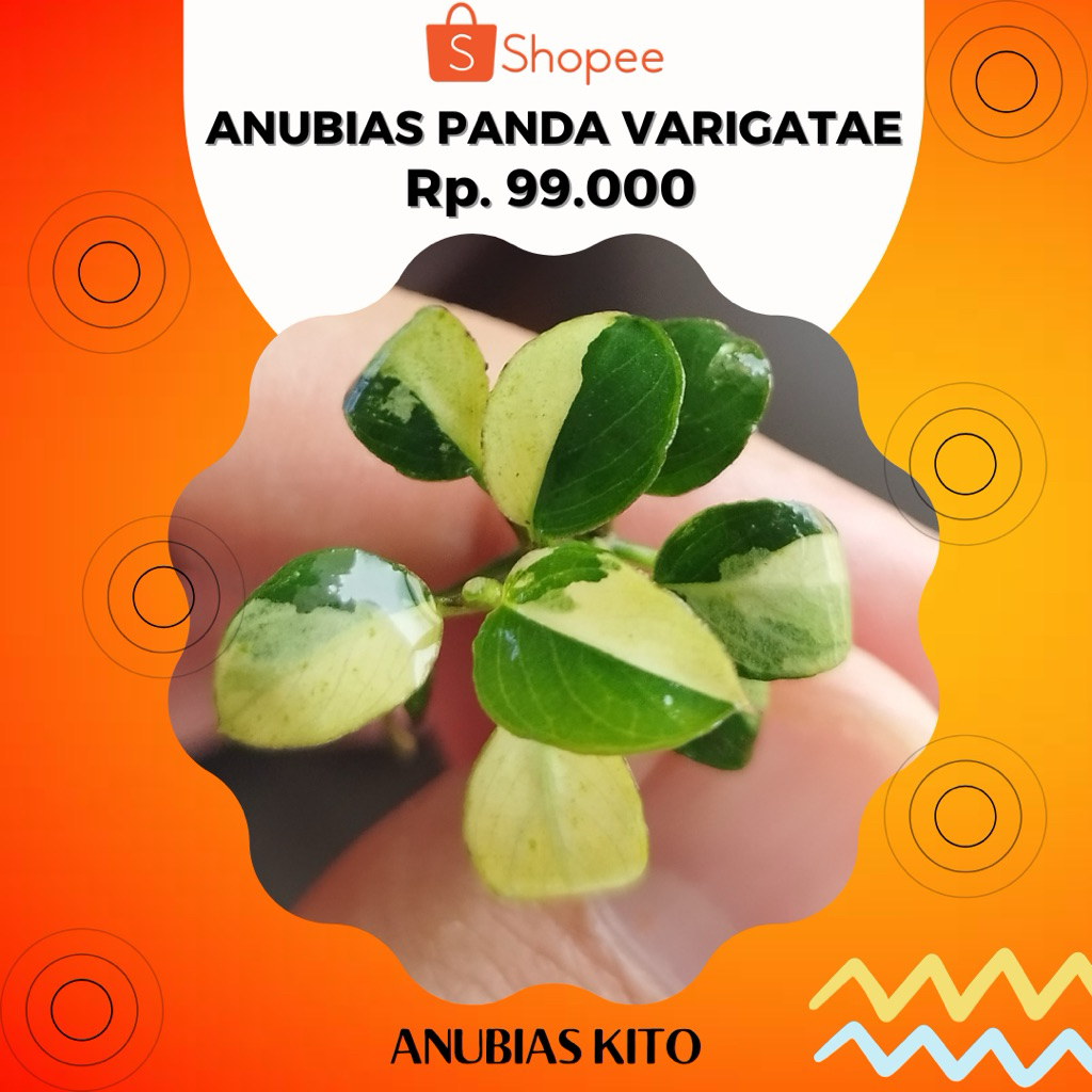 Anubias Panda - Varigatae