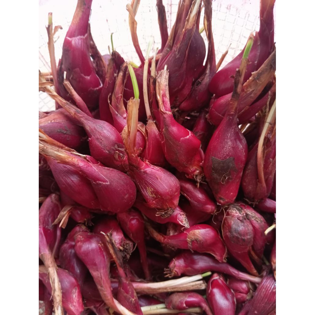 

BAWANG DAYAK/ BAWANG TIWAI SEGAR GRADE A 2.KG BERSIH