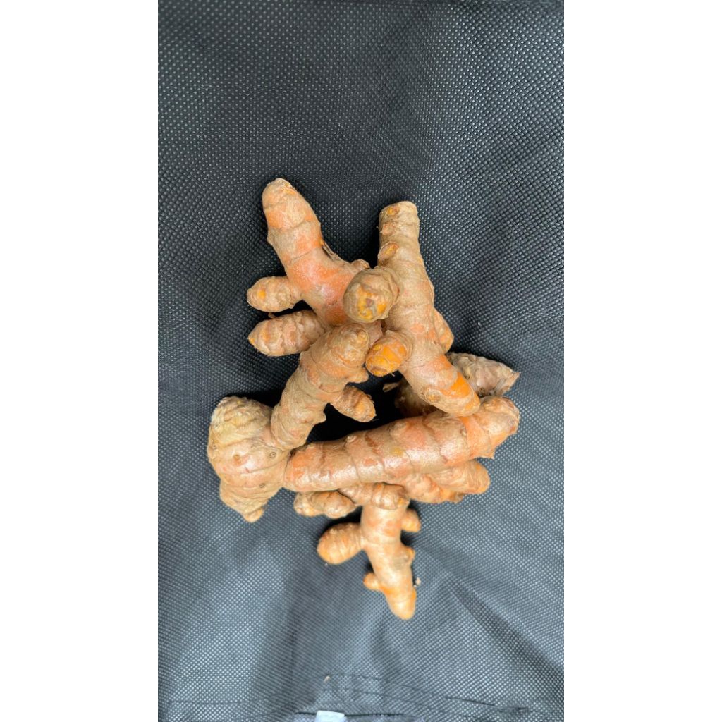 

Kunyit segar bersih tanpa tanah/1kg