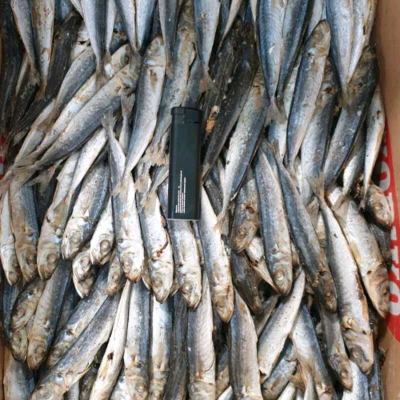 

Ikan Asin Layang 100gr