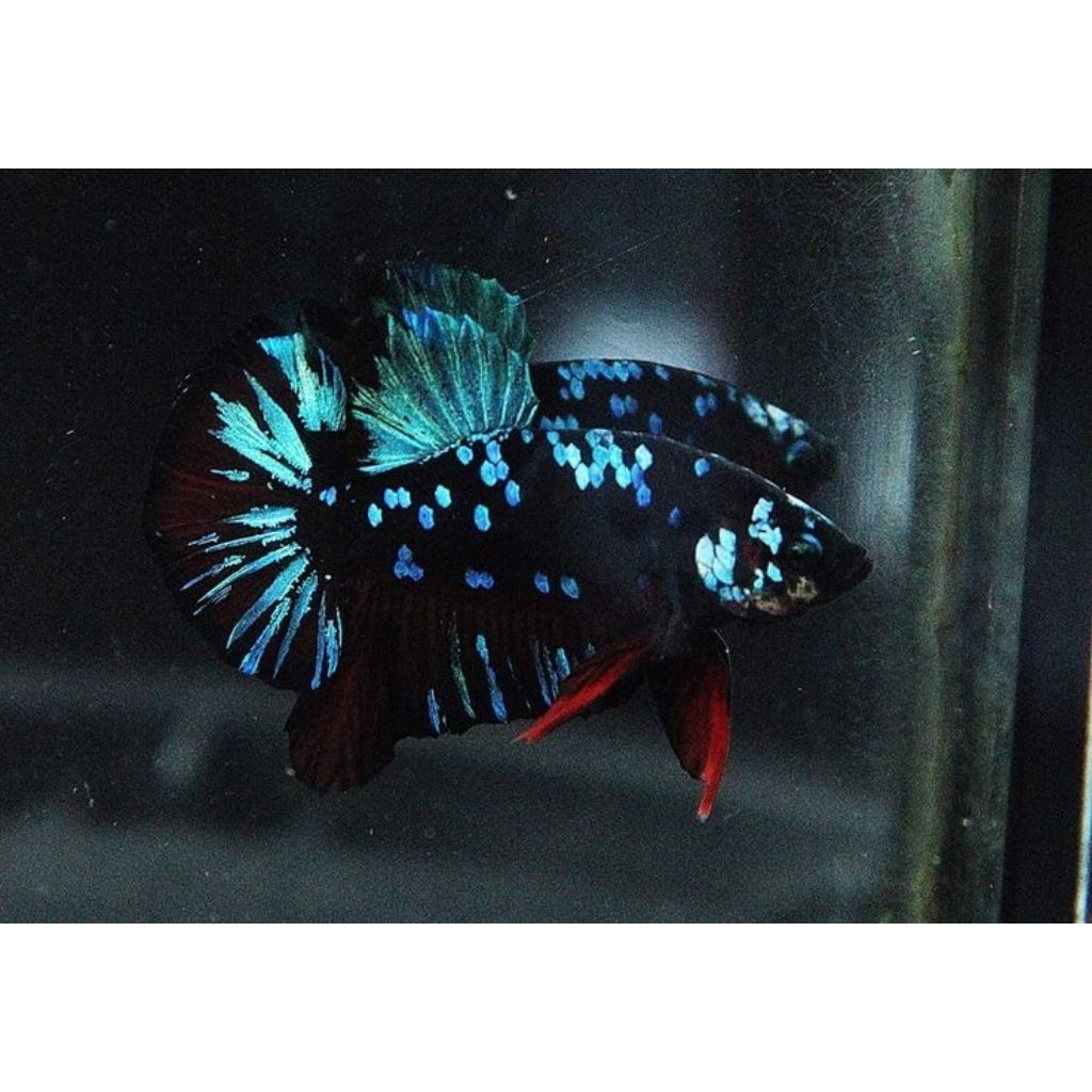 (PROMO) Cupang Plakat Avatar Vampire Notol Kualitas