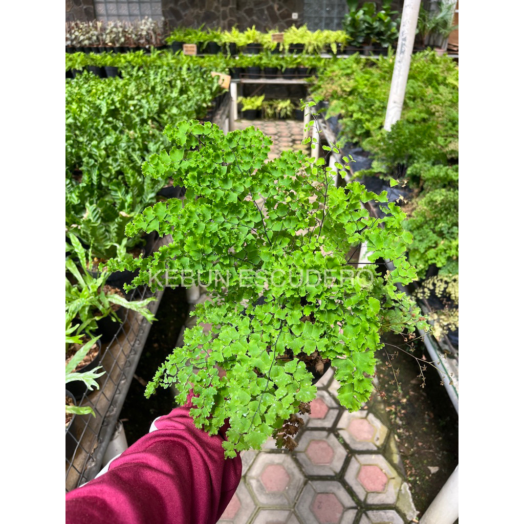 Tanaman Hias Suplir - Tanaman Hias Suplir Bulu Angsa Rimbun