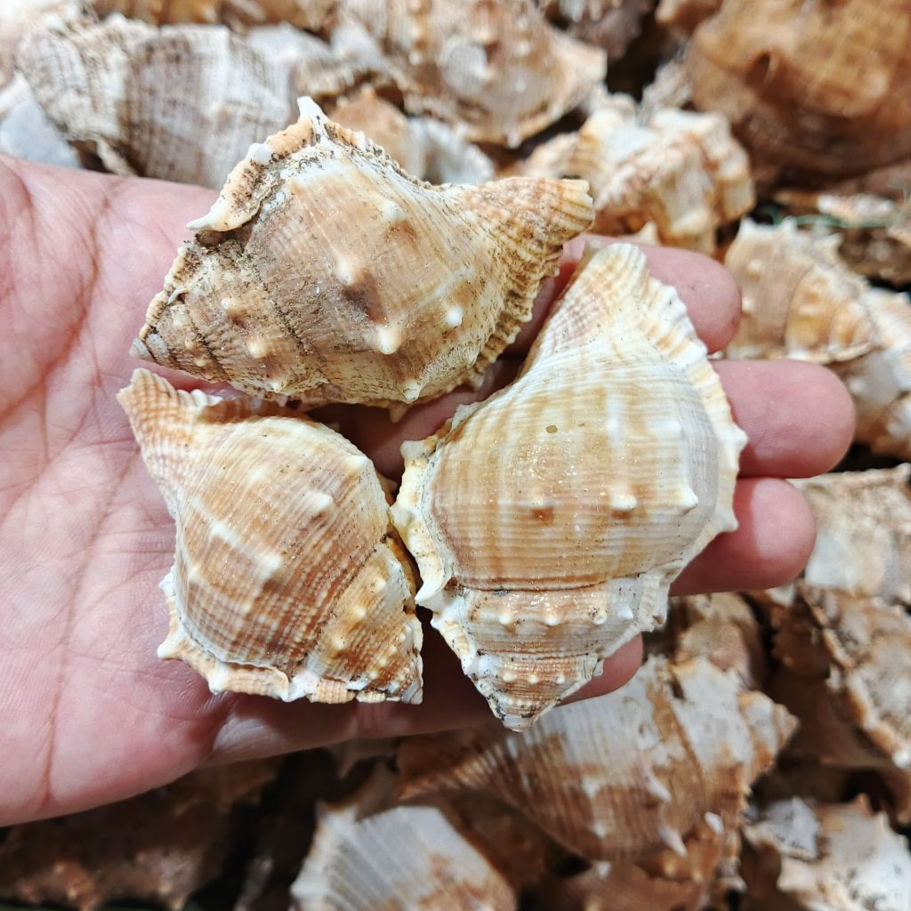 

kerang duri - ecer kerang duri hias - bufonaria Rana - kerang duri hias