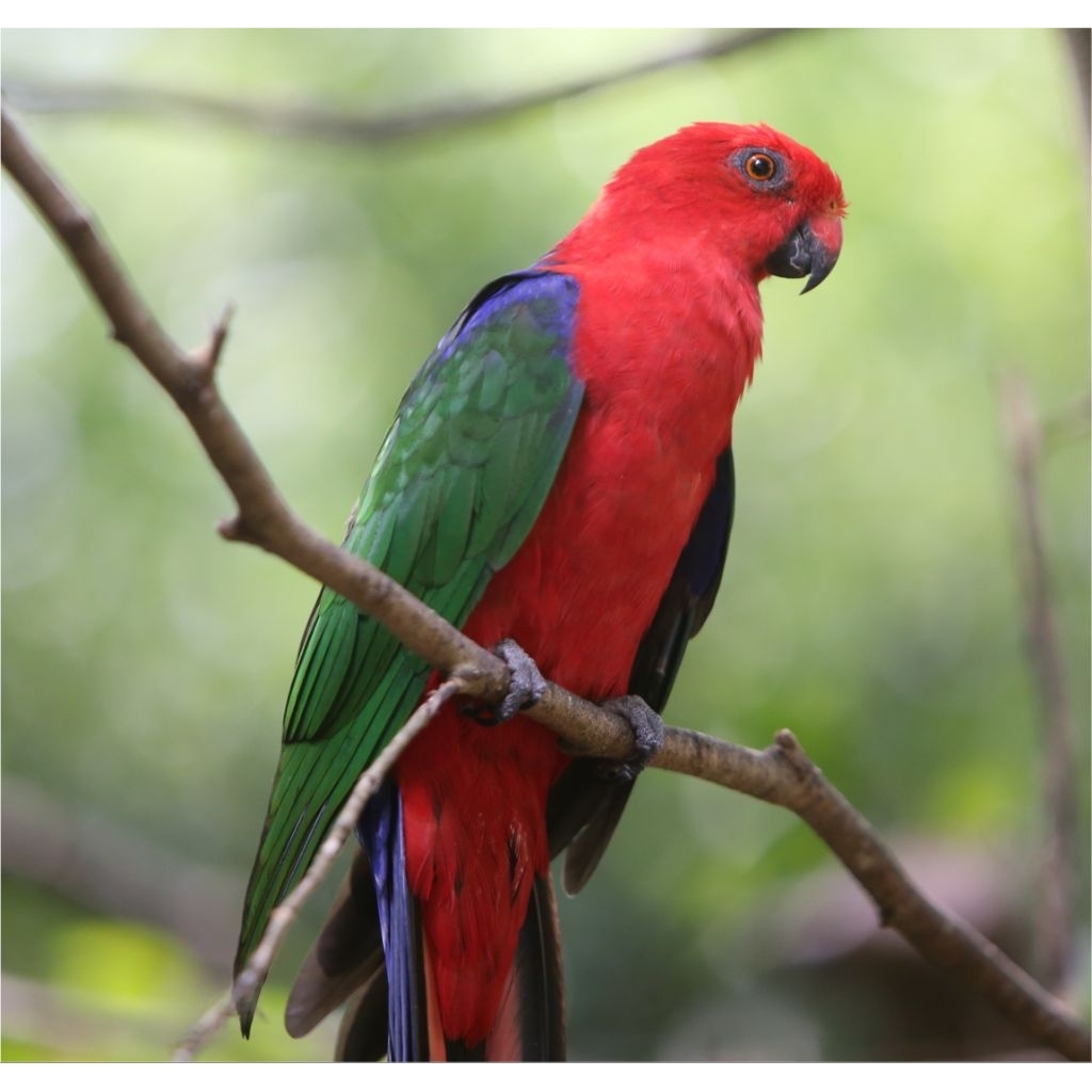 

2 butir telur burung nuri raja ambon 100% fertil siap ditetaskan