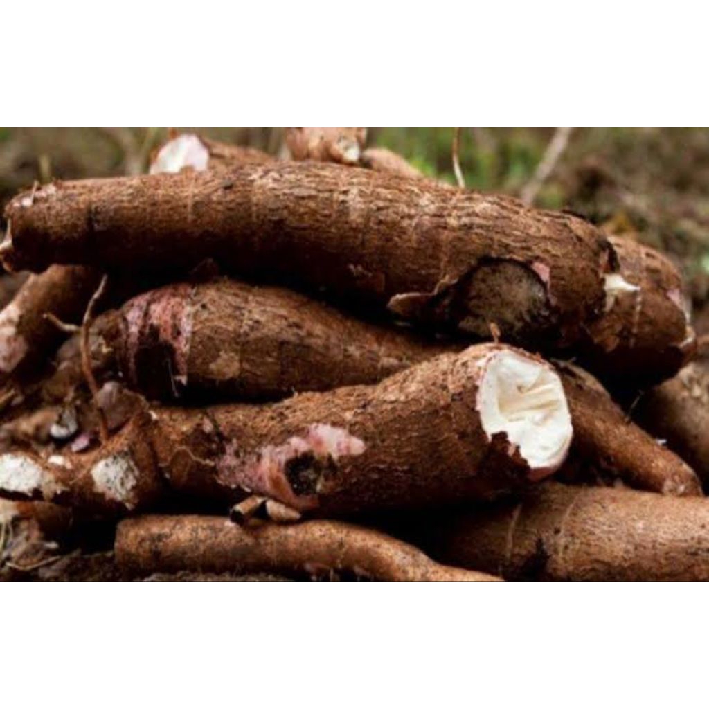 

umbi singkong fresh 1kg singkong pulen-singkong