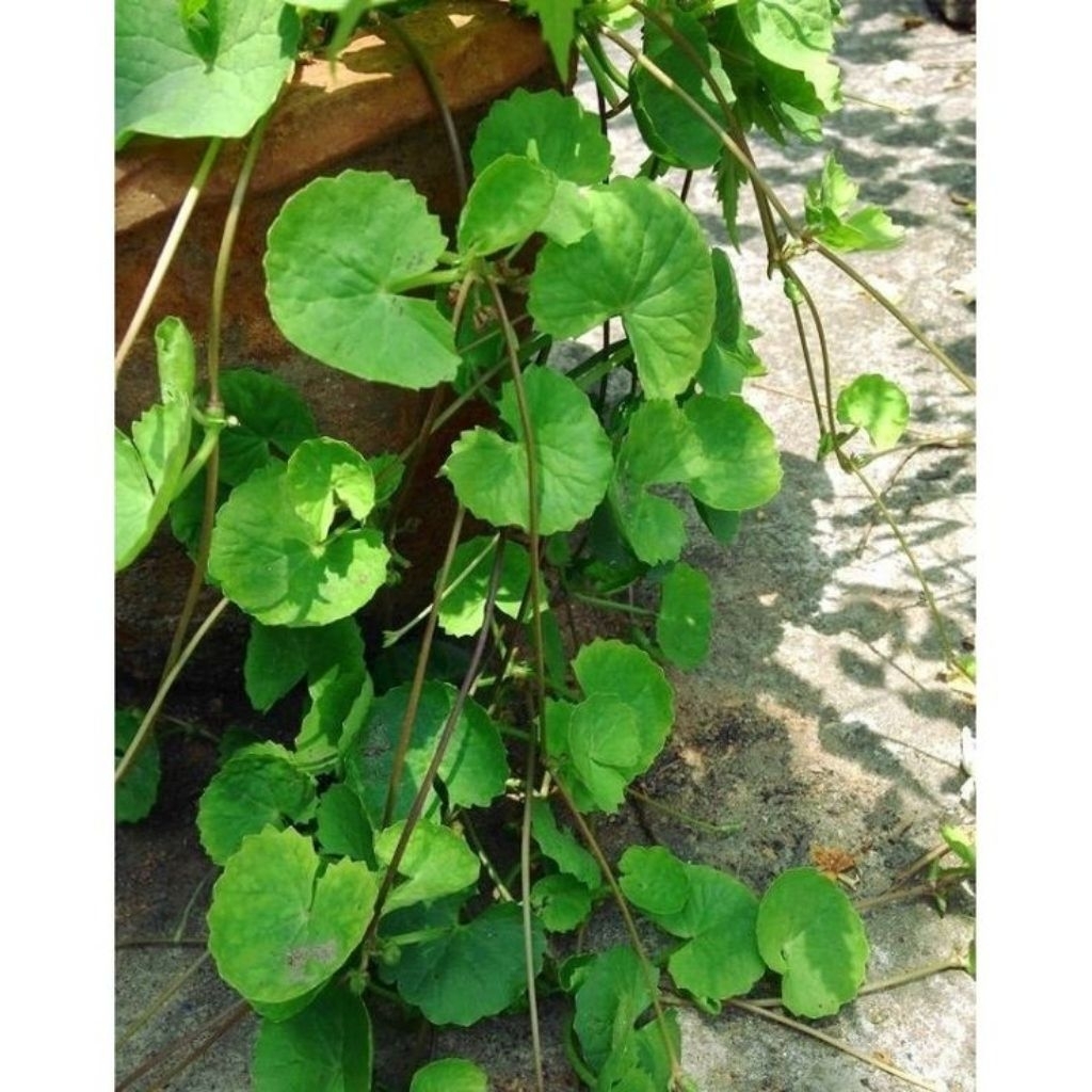 

lalapan antanan segar 250 gram