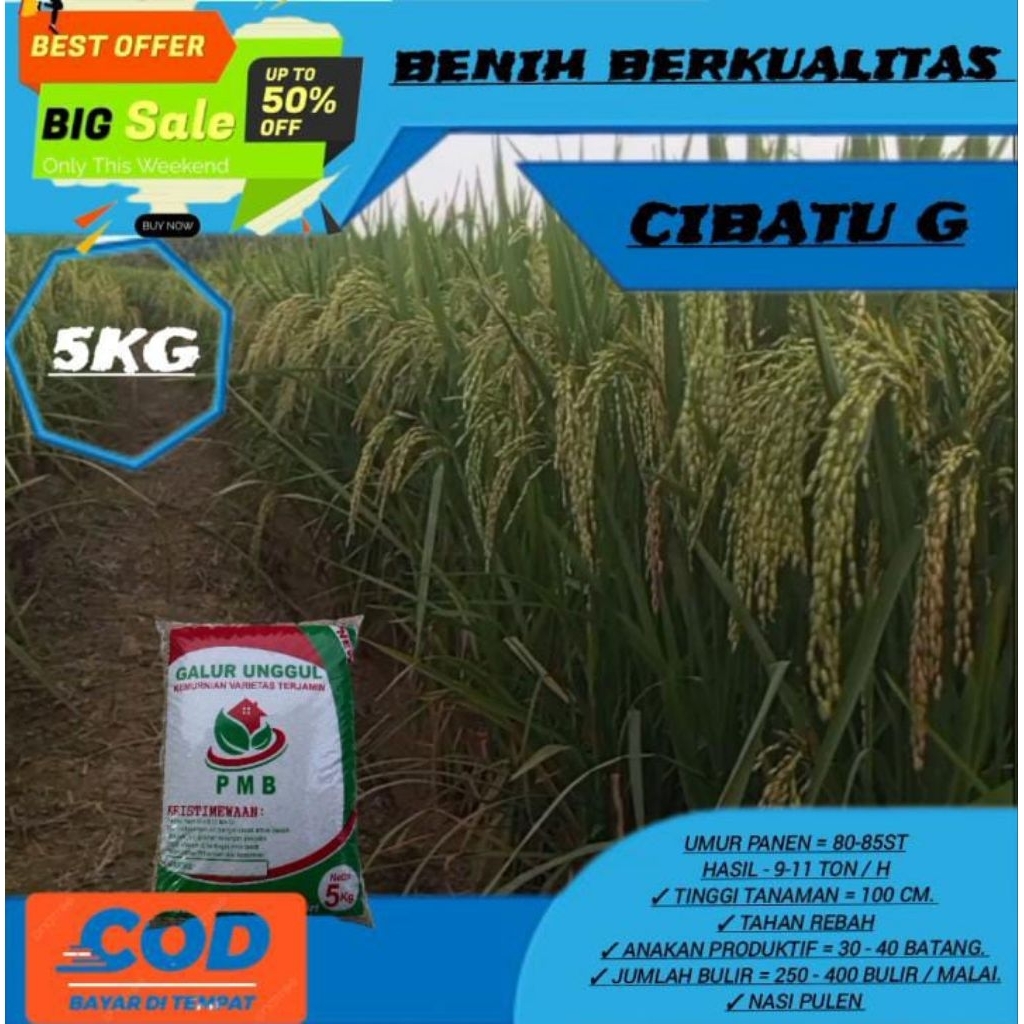 Benih padi Cibatu Genjah original