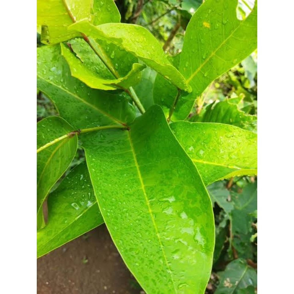 

daun jambu air fresh seger berkhasiat. 30 lembar