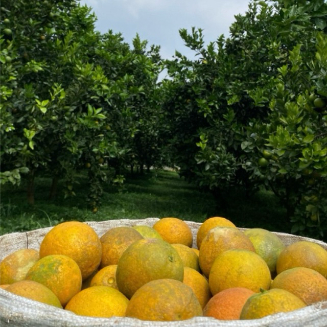 

Jeruk Baby Java 20 kg