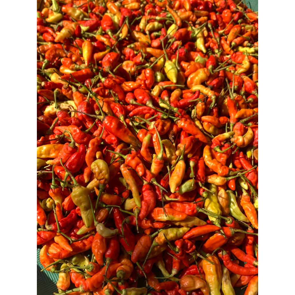 

Cabe rawit(setan) fresh super pedas kualitas mantap