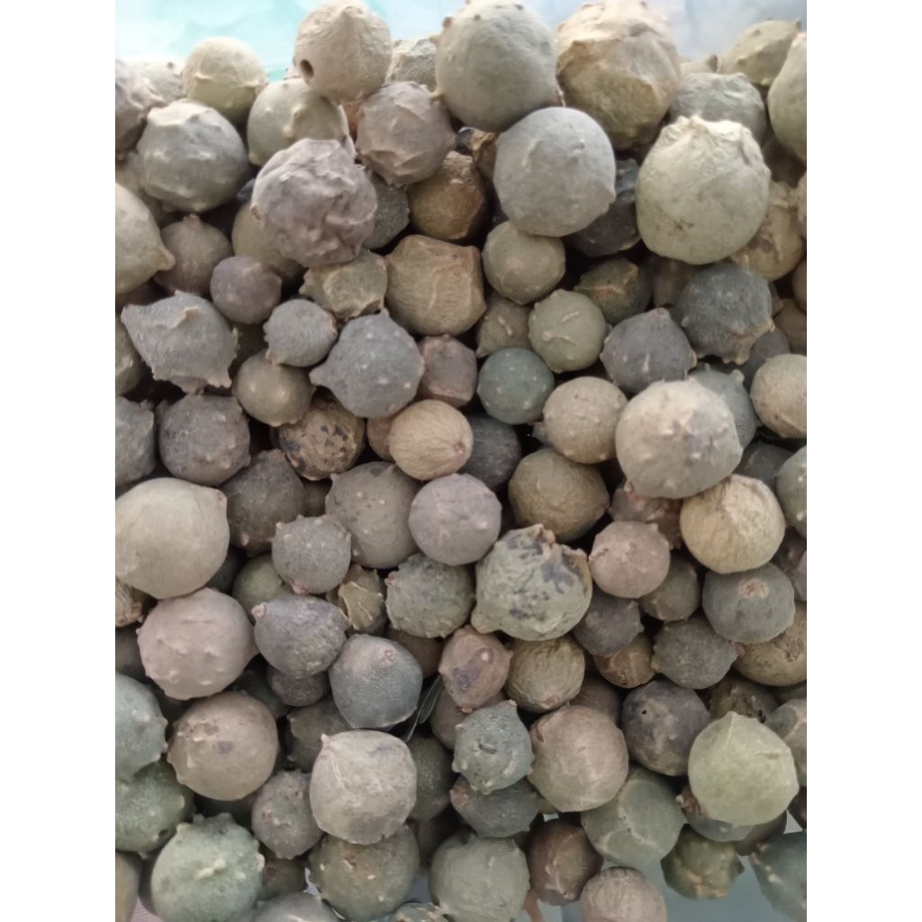 

BUAH MANJAKANI A KEMASAN 100GR