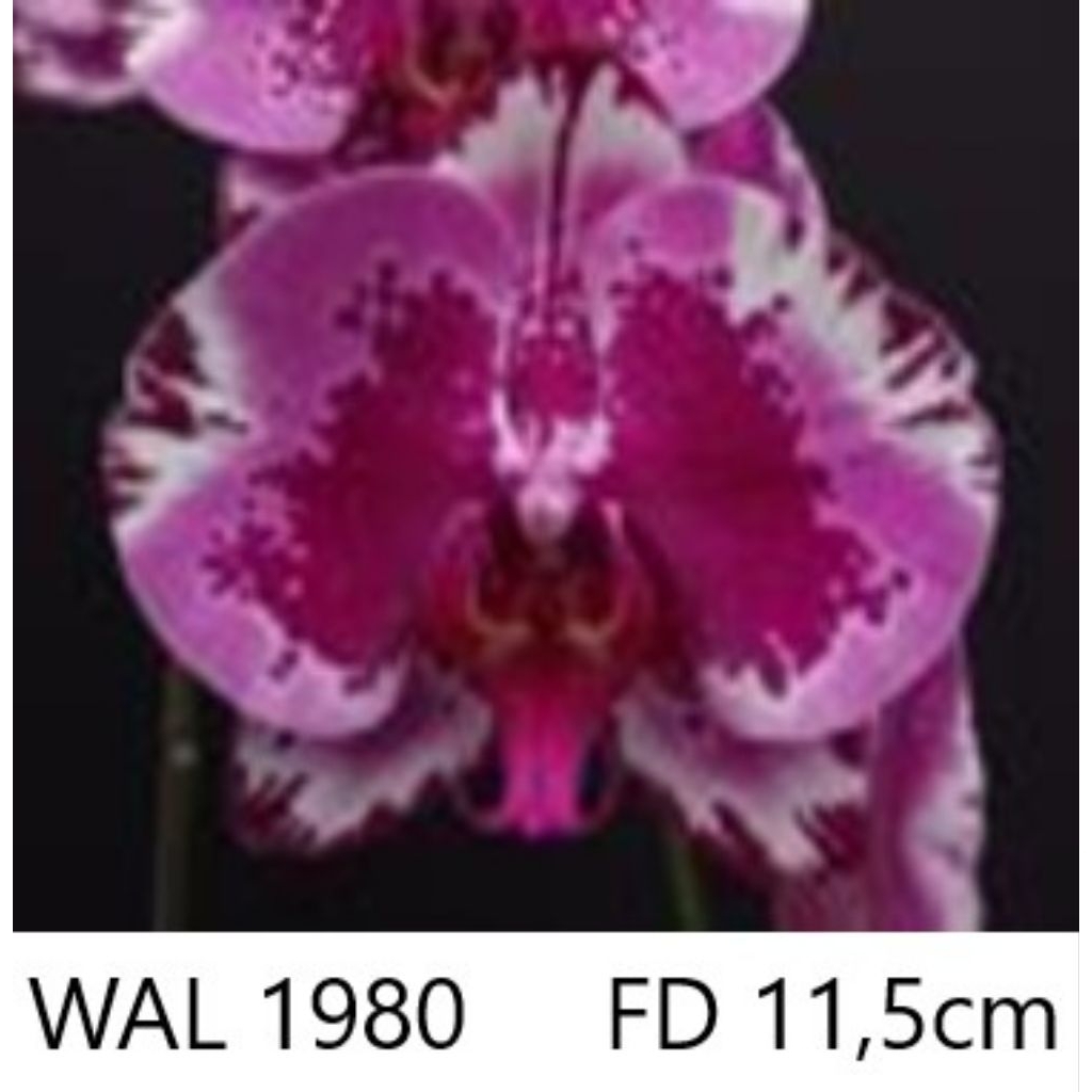 Anggrek bulan spike premium