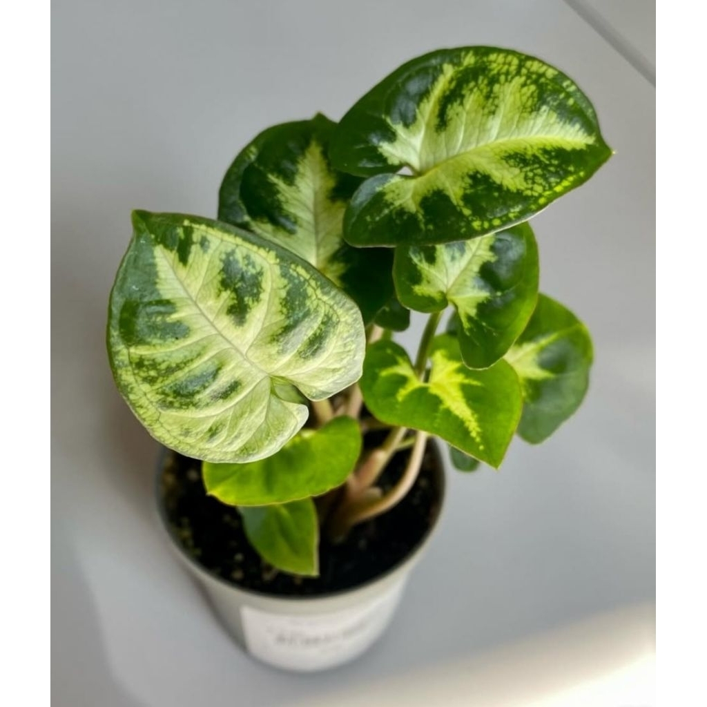 Tanaman Hias Singonium Pixie - Bunga Hias singonium Pixie