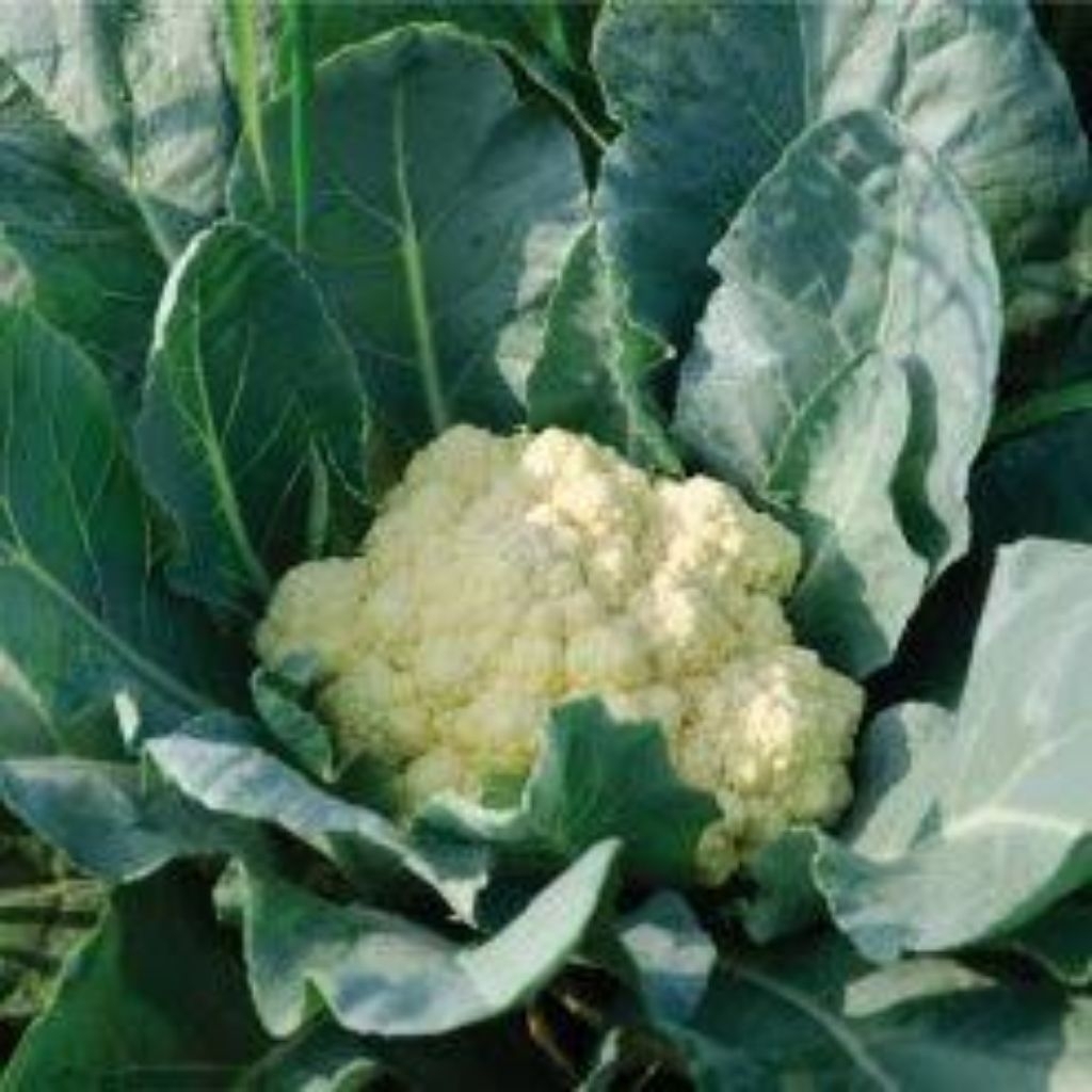 

Tanaman bibit sayuran Kembang kol/ Kol putih