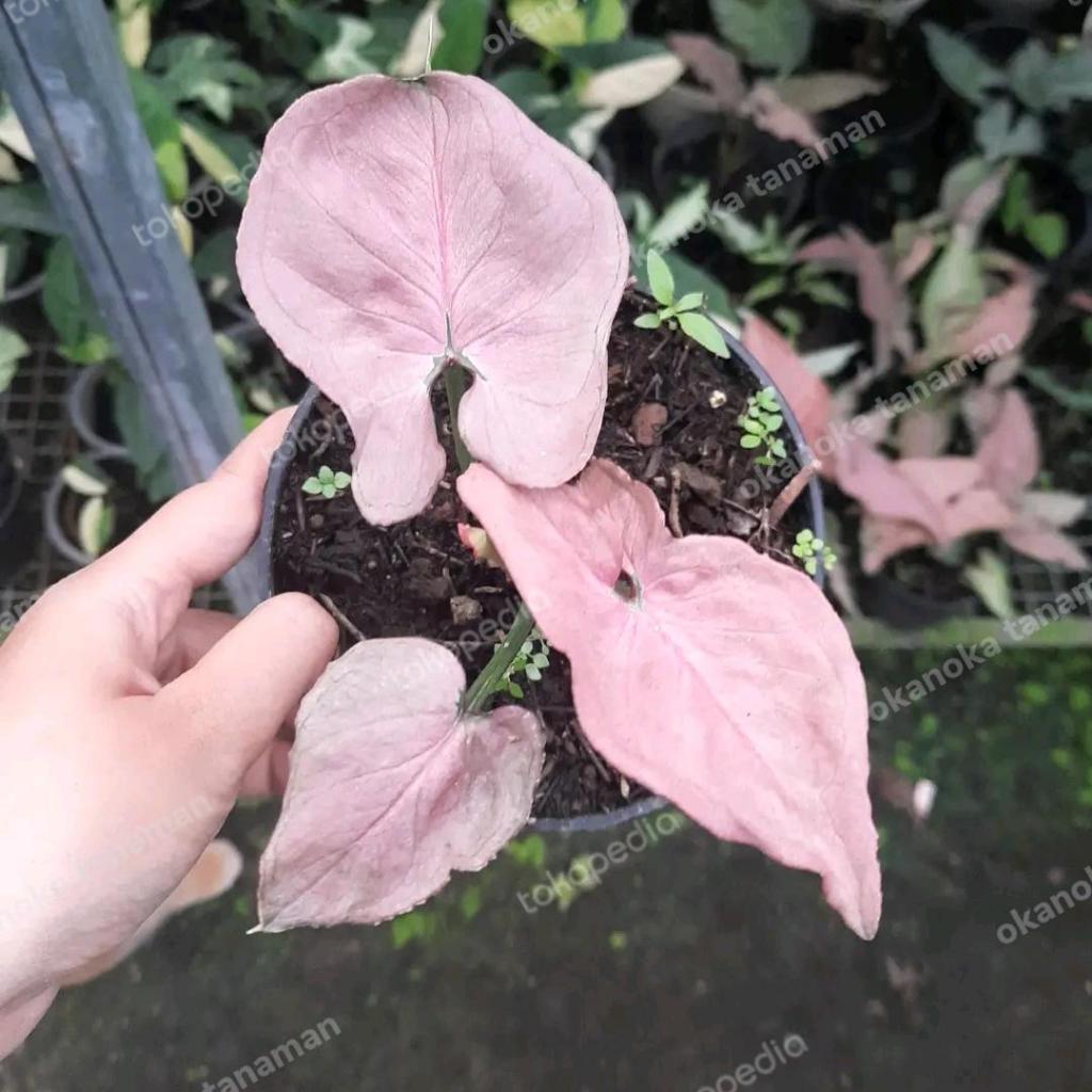 Syngonium Pink Perfection