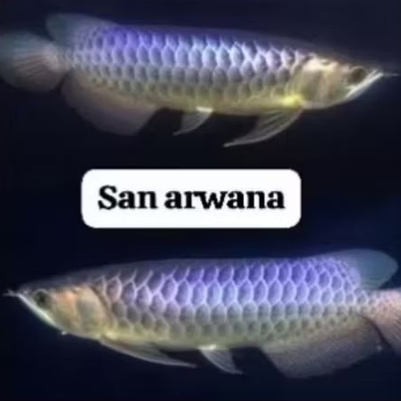 pesanan golden red bluebase lengkap