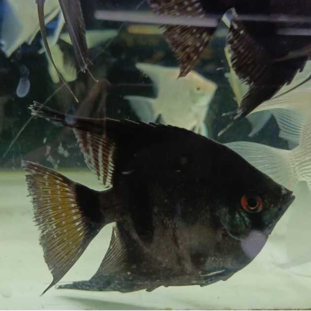 Ikan Manfish Black Jumbo