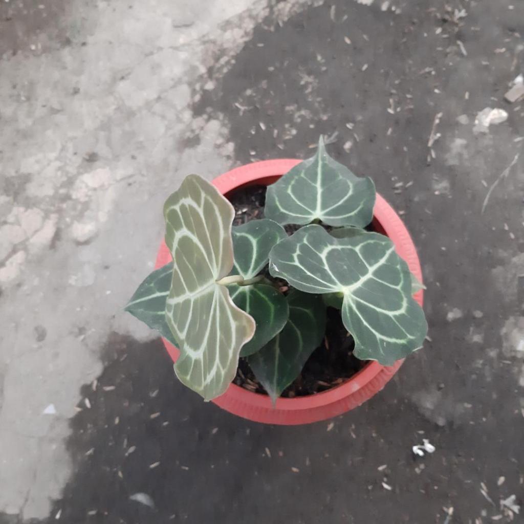 kuping gajah tarantula karet